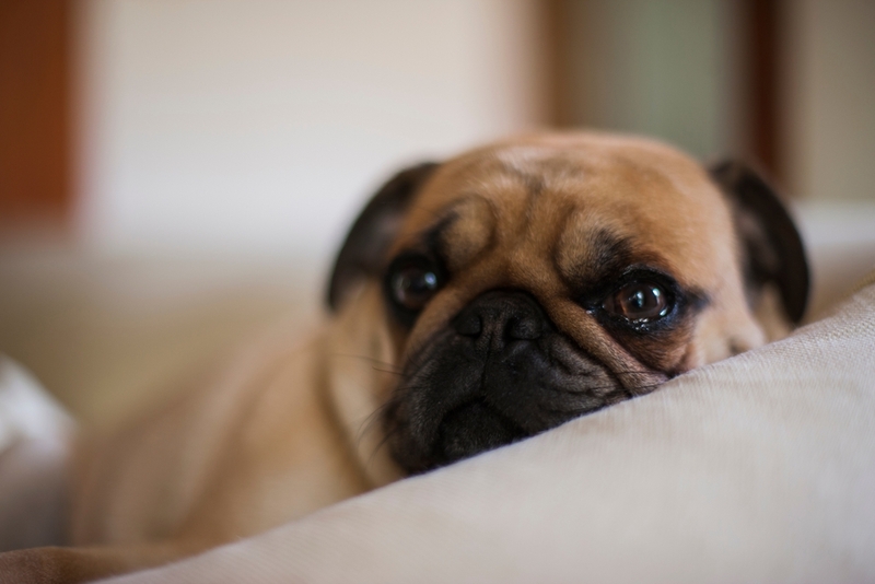 Какая кличка может быть у мальчика мопса?