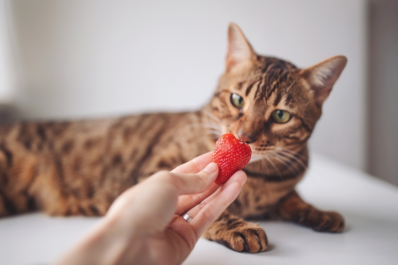 Кошка нюхает клубнику