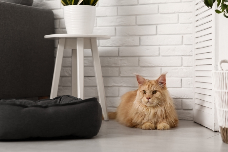 Мейн-кун во время течки нуждается в уходе