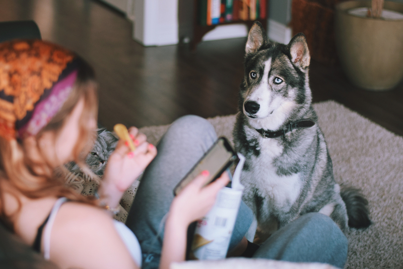 Картошка фри для собак неполезна