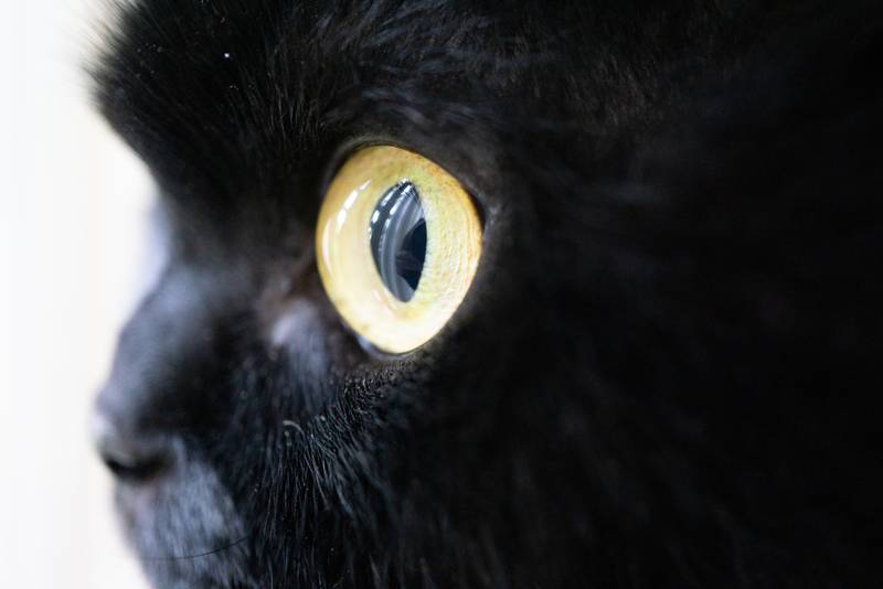 Проект «Почему у кошки светятся глаза в темноте?» - Педагогический портал «О детстве»