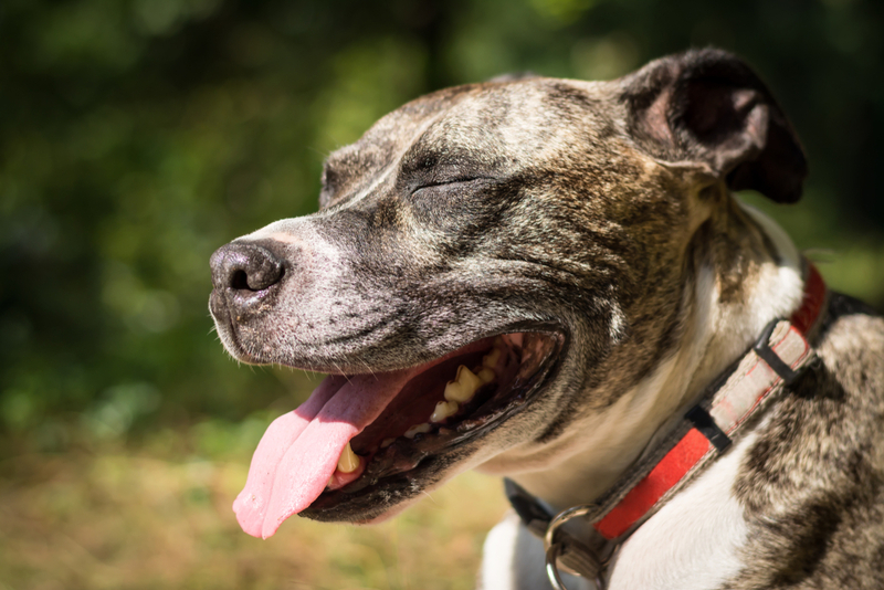 Бурбуль – разновидность мастифов