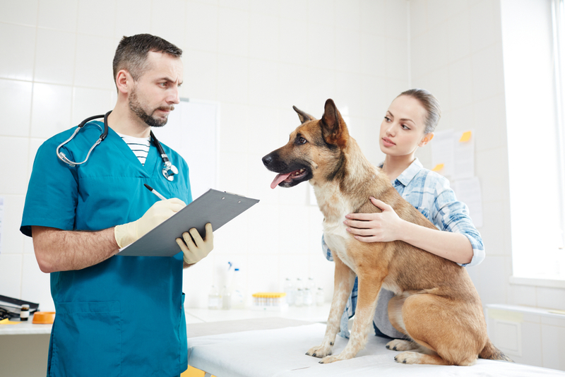 Врач собаке с хейлетиозом назначит лечение