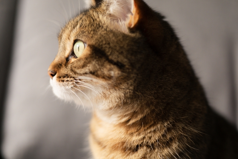 Синдром Горнера у кошки может сопровождаться осложнениями