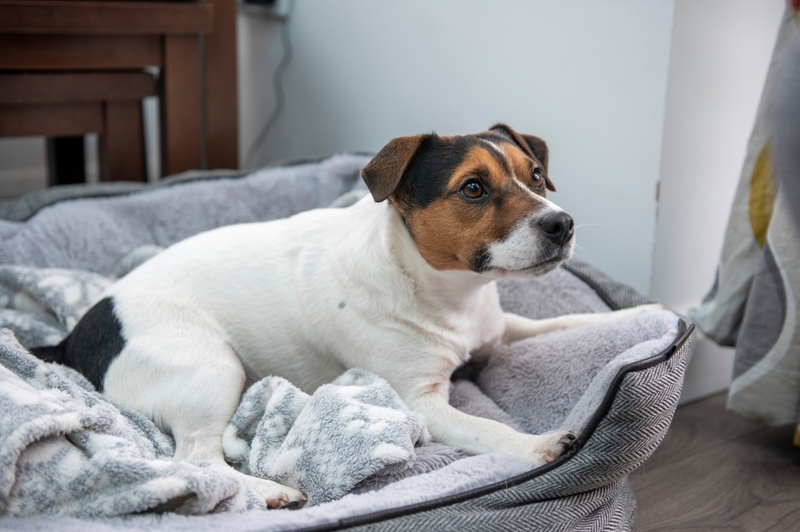 Уютные лежанки нейтральных цветов более практичные