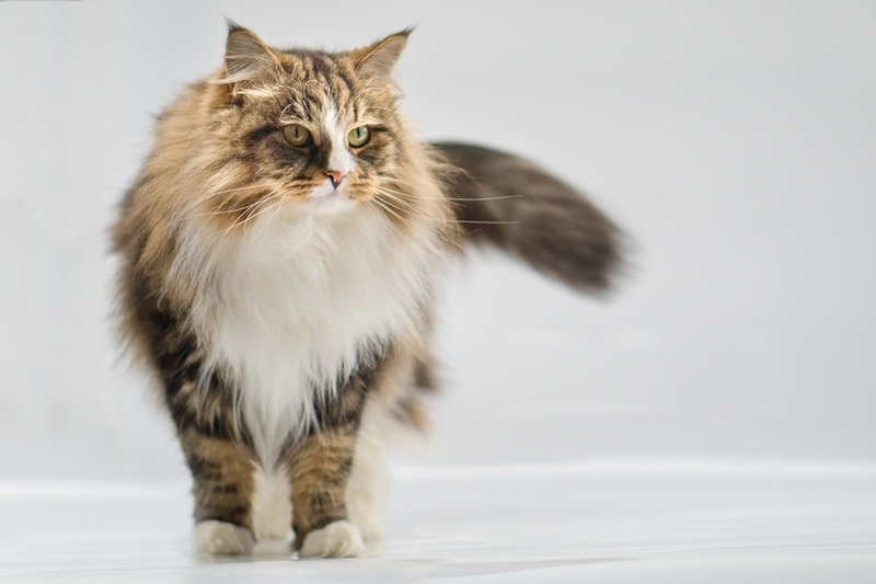 Сибирская кошка, как и абиссинская, считается гипоаллергенной