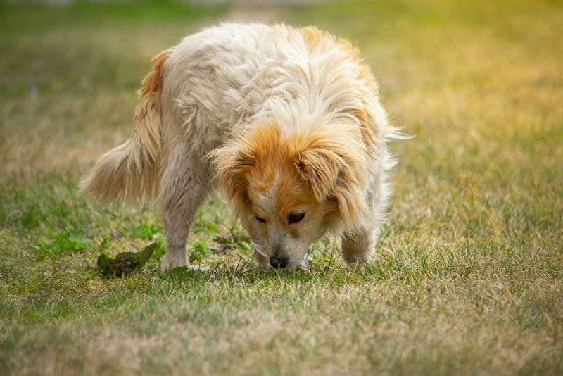 Почему собаки едят землю на улице: основные причины