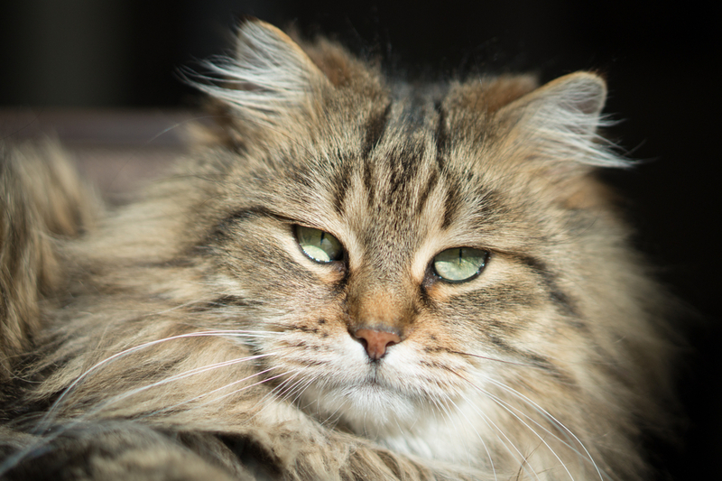 После лечения гиперестезии состояние у кошек улучшается