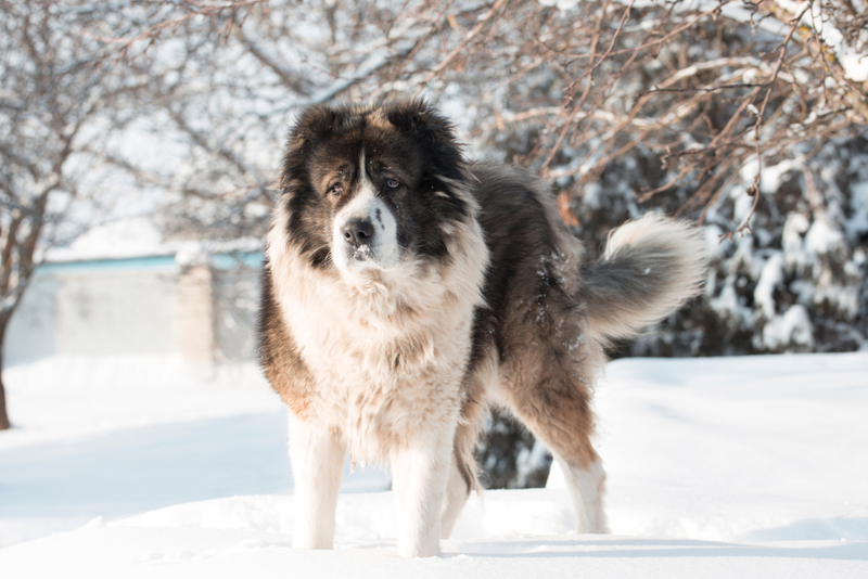 Нужно контролировать, сколько весит кавказская овчарка