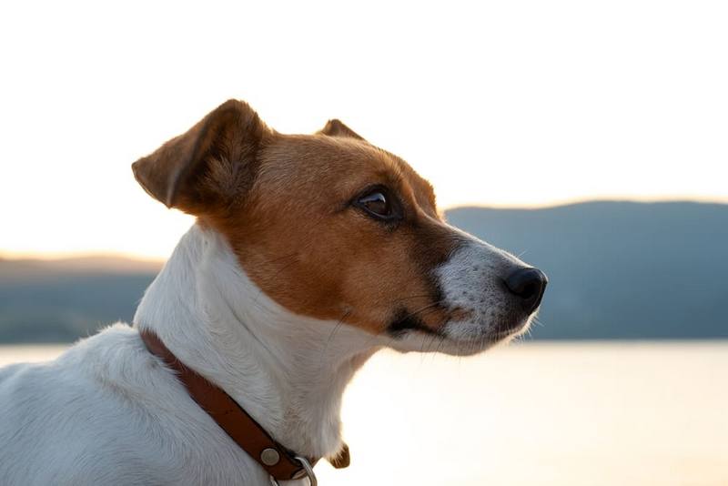 Во время беременности у джек-рассел-терьера должен быть особый рацион