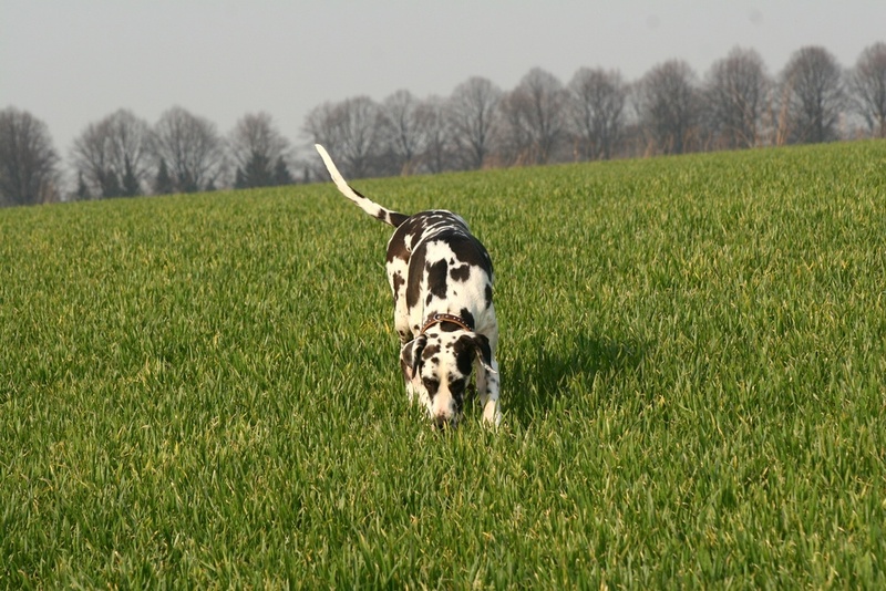 Питание влияет на то, сколько весит немецкий дог