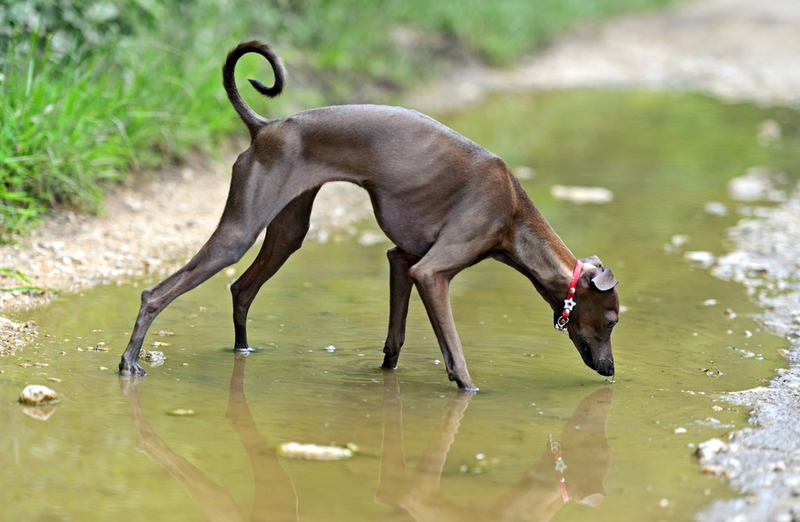 Срок жизни левретки зависит от многих факторов