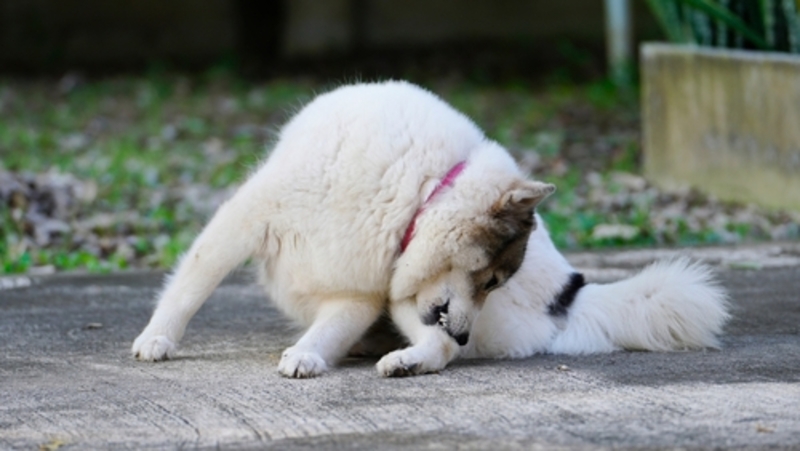 Зуд нередко говорит о том, что собака заболела дерматитом