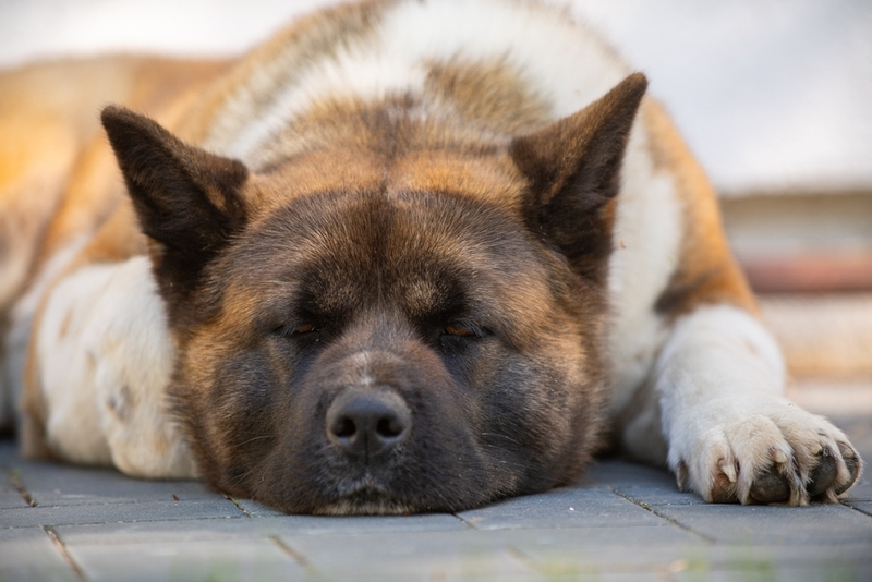 Болезни влияют на то, сколько проживет американская акита