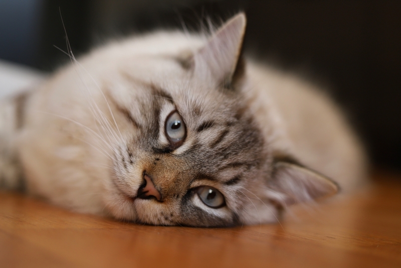 Форм васкулита у кошек несколько