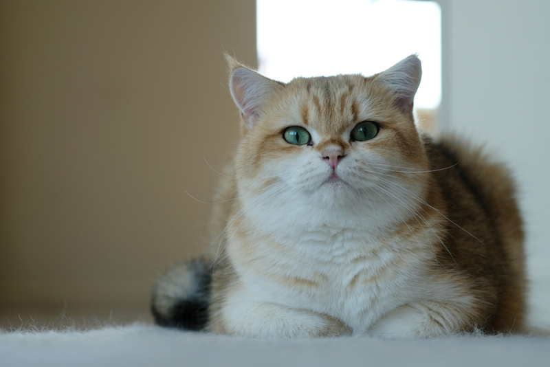 Синдром Кушинга у кошек - симптомы, причины и эффективные методы лечения для восстановления здоровья мурчащих друзей Синдром Кушинга у кошек: симптомы, причины и методы лечения