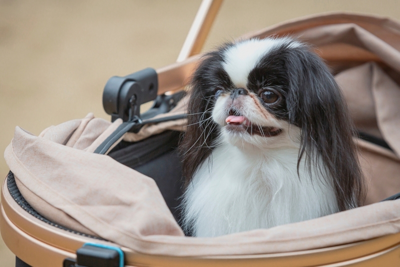 Продолжительность жизни японского хина – около 15 лет