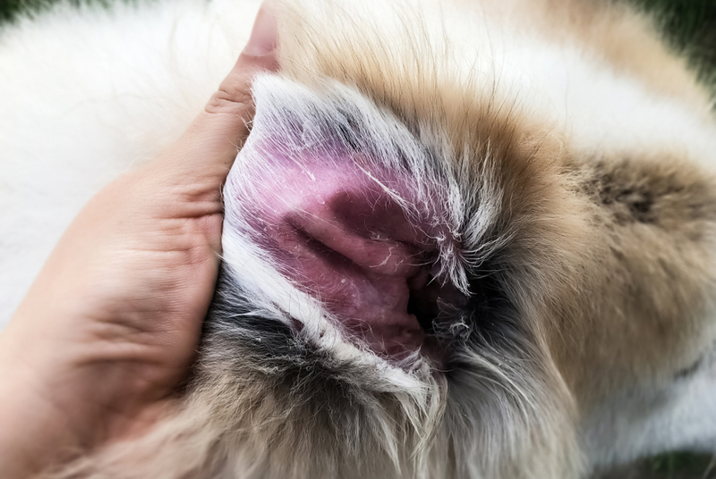 Фото дерматита у собаки на ухе