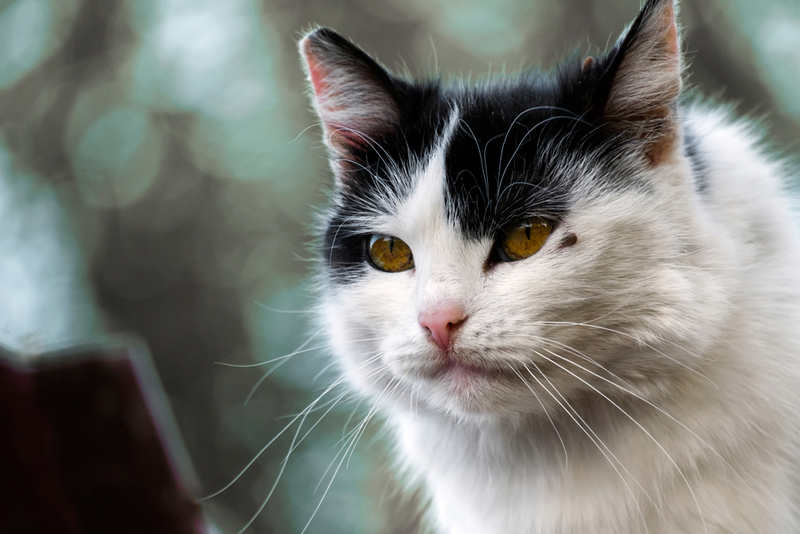 Кошки, имеющие свободный выгул, рискуют быть укушенными клещом