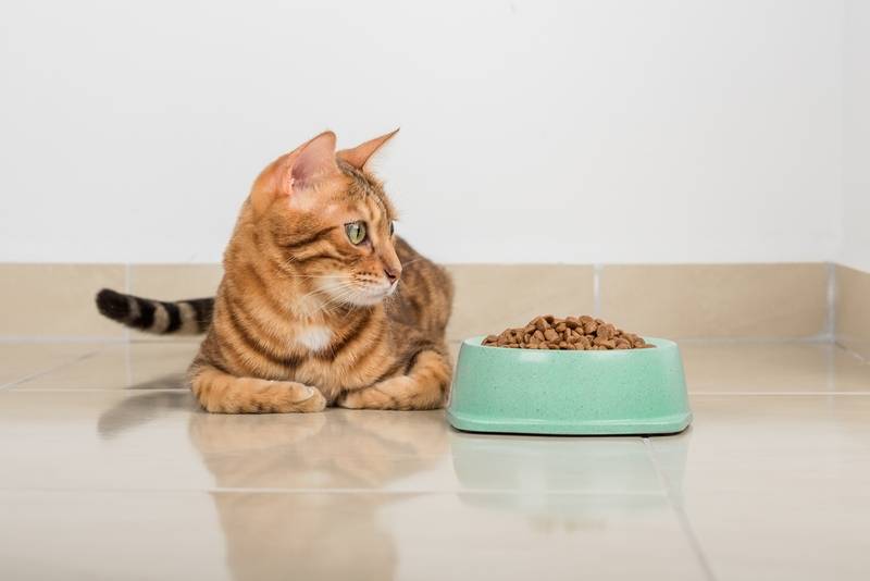 «Не посоветую даже врагу»: 8 худших кормов для кошек