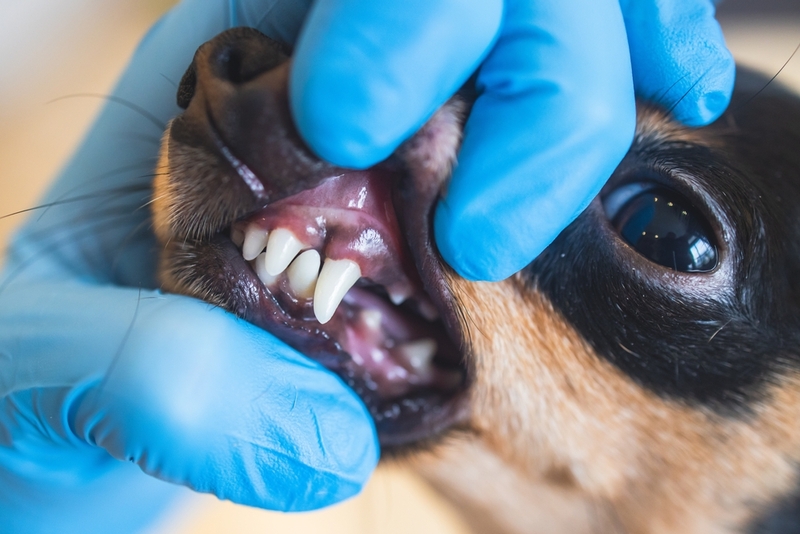 Болезни зубов могут повлиять на срок жизни той-терьера
