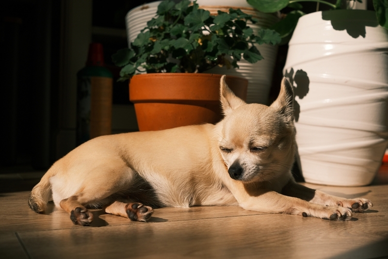 Чем отличаются разные типы чихуахуа?