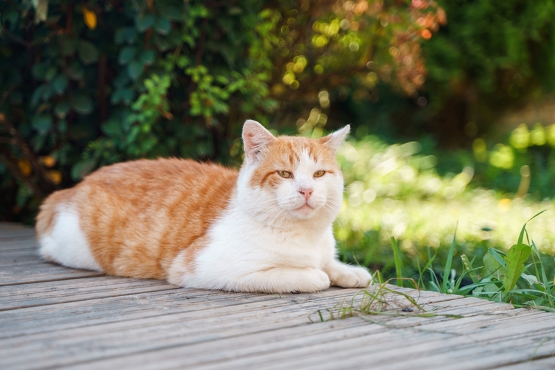 Кошка может заразиться криптококкозом, вдохнув споры с почвы