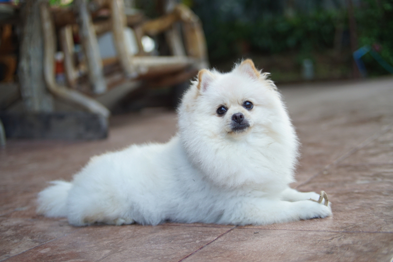 Белый померанский шпиц отдыхает