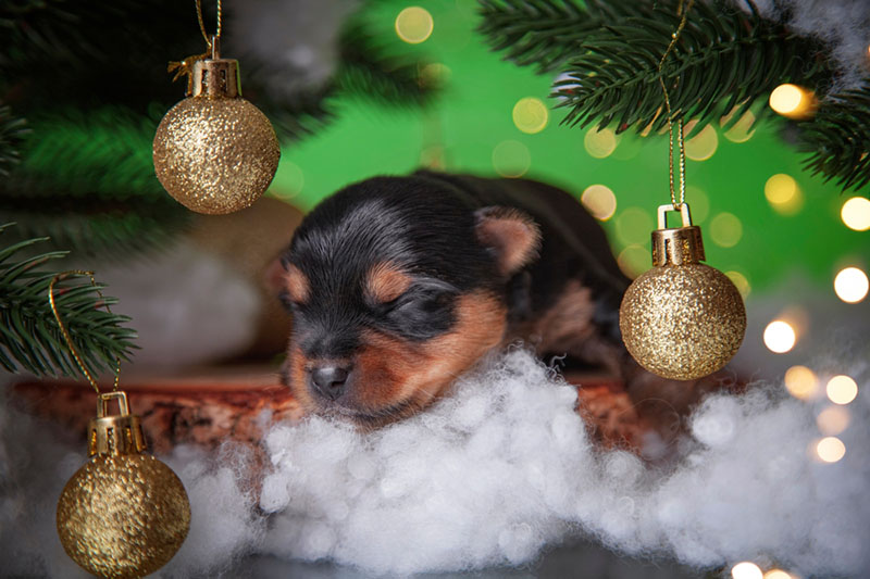 щенок под новогодней елкой