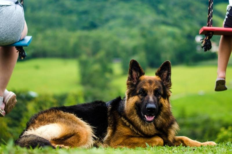 Клички для собак-девочек немецких овчарок – 500 имен как можно назвать  питомца