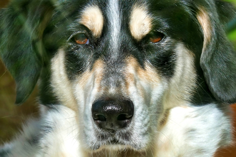 К чему может привести паннус при отсутствии лечения у собаки