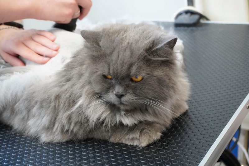 Кошку стрижет специалист