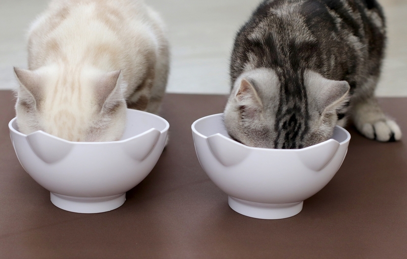 Голодных кошек подружить будет труднее