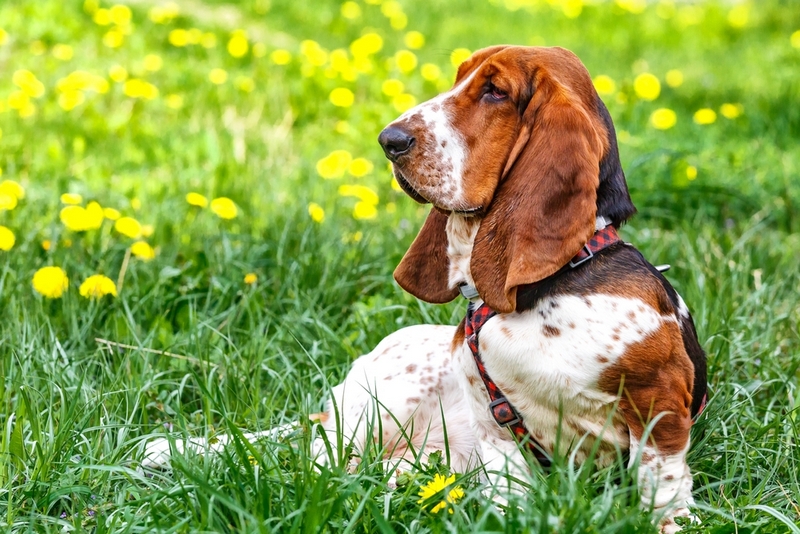 Бассет-хаунд живет меньше человека