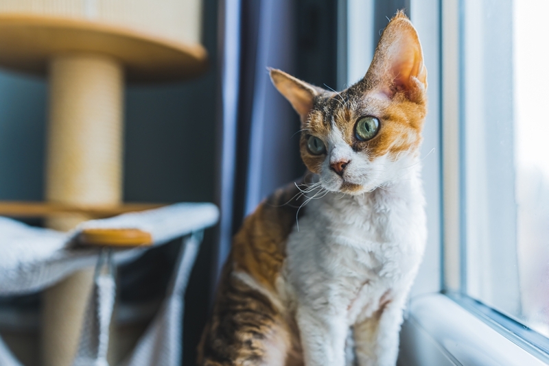 Большие уши девон-рексов — отличительная черта этих маленьких кошек