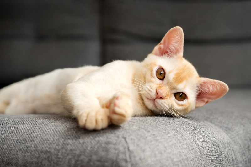 При недостатке активности, кошке обычно нужно худеть