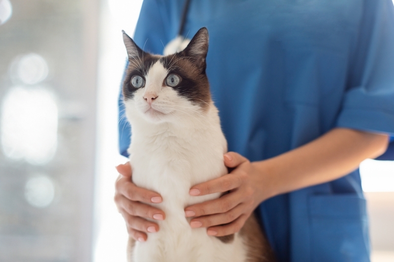 Врач знает, как правильно вытащить клеща у кота