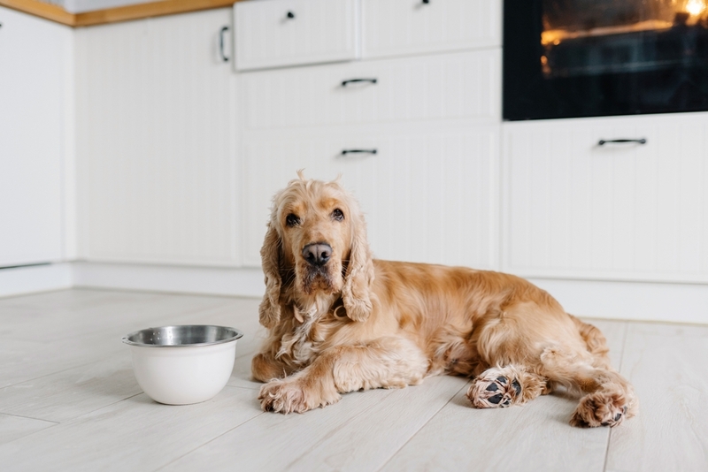 Клетчатка, содержащаяся в рационе собаки, помогает нормализации пищеварения