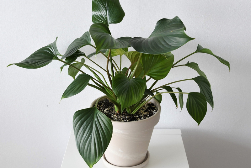 Хомаломена Уоллеса – растение, опасное для кошек