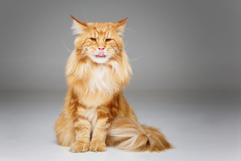 Владельцу важно следить, сколько длится беременность у мейн-куна