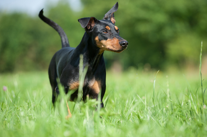 Порода собак немецкий пинчер