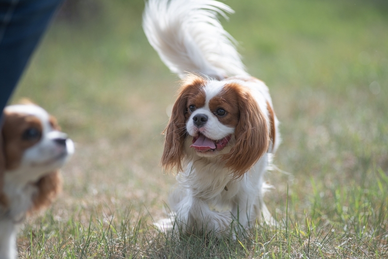 У кавалер-кинг-чарльз-спаниелей встречаются болезни глаз