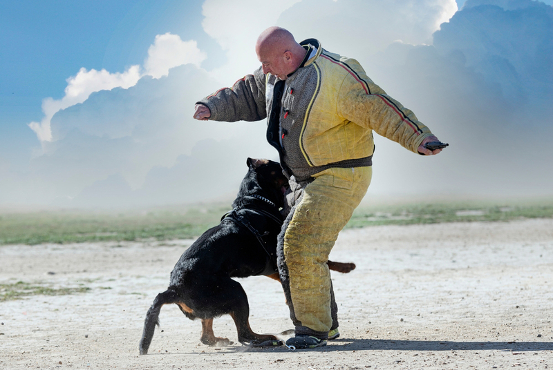 Соревнования под названием бельгийский ринг