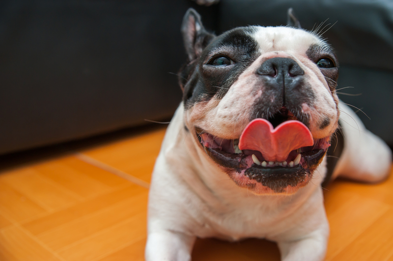 Клички для французских бульдогов кобелей могут быть популярными