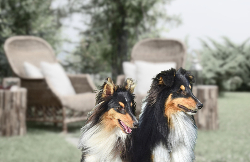 Колли – собаки, похожие на лису