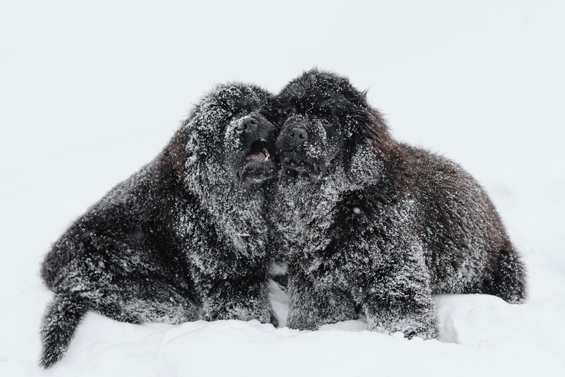 Ньюфаундленды – порода собак-поводырей