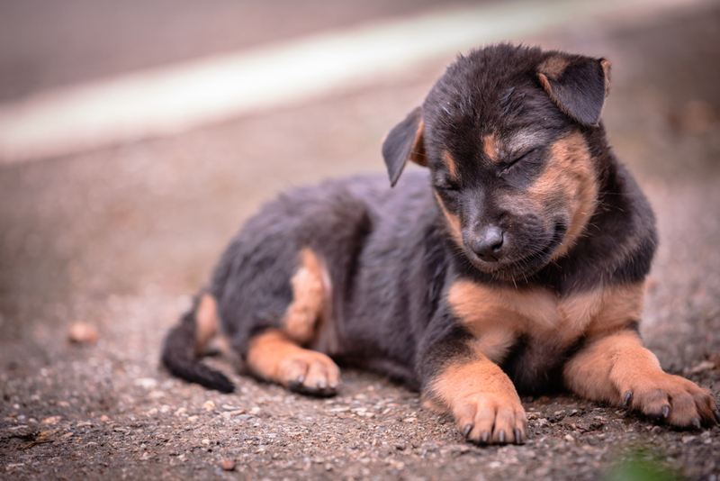 У щенка может появиться бельмо на глазу