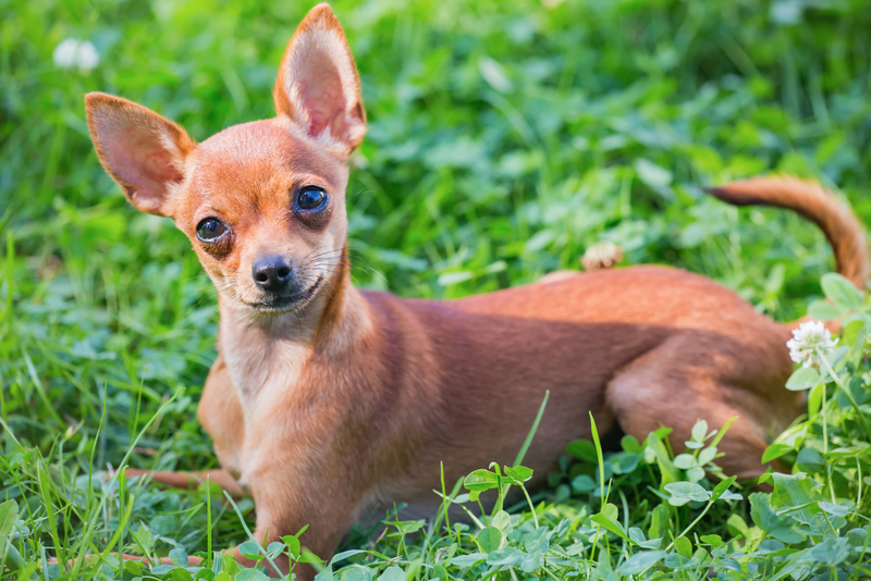 До вязки той-терьеров желательно познакомить заранее