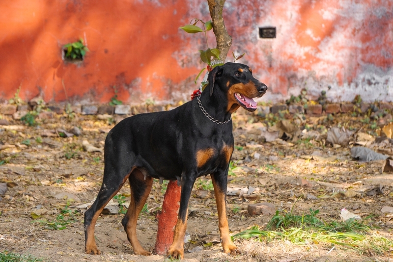 Возраст влияет на то, сколько весит доберман