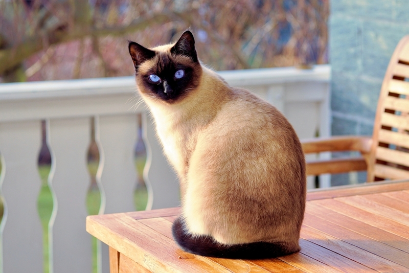 Как выбрать имя для сиамского кота?